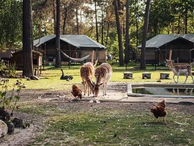 Ausstattung und Service des Ferienparks