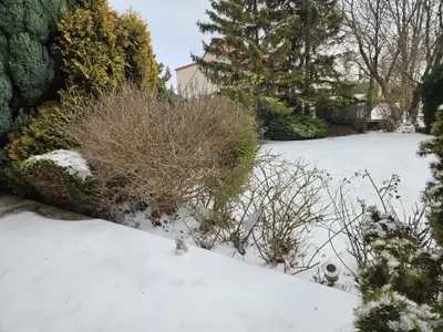 Garten mit Schnee