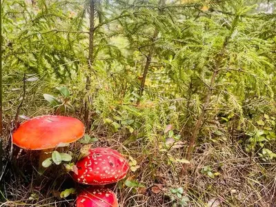 Ferienhaus für 6 Personen (136 m²) in Mellansel 6/10