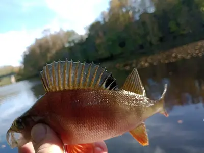 Ferienhaus für 6 Personen (136 m²) in Mellansel 9/10