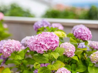 Ferienhaus für 3 Personen (36 m²) in Vrbnik 6/10