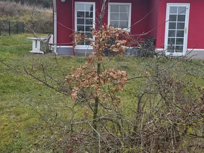 Ferienhaus für 6 Personen (85 m²) in Lütow 2/10