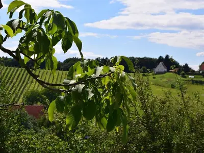 Ferienhaus für 5 Personen (60 m²) in Gnas 10/10