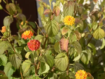 Modautaler Sonnenhang- Garten