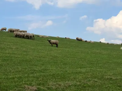 Ferienhaus für 4 Personen (75 m²) in Jade 7/8