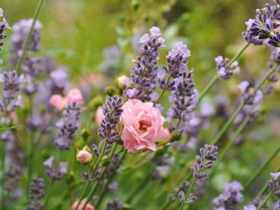 Lavendel und Rose