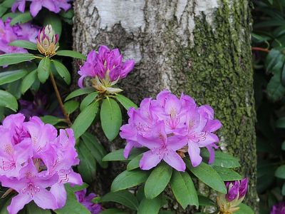 Rhododendron