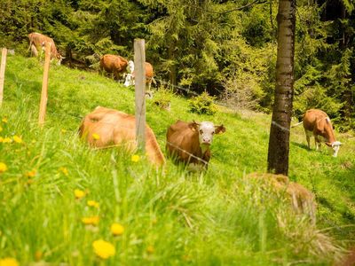 unsere Kühe auf der Weide