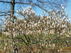 Blühender Tulpenbaum