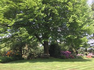 Blick in den Garten