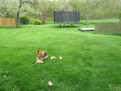 Ferienhaus für 6 Personen (70 m²) in Steinberg 9/10