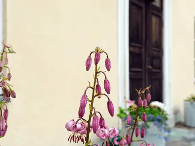 Outdoor