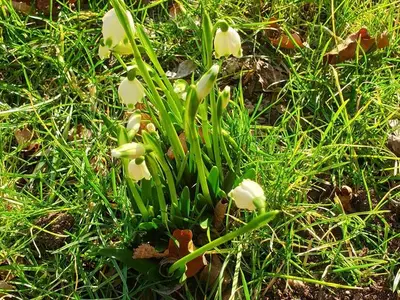 Ferienhaus für 4 Personen (85 m²) in Straden 8/10