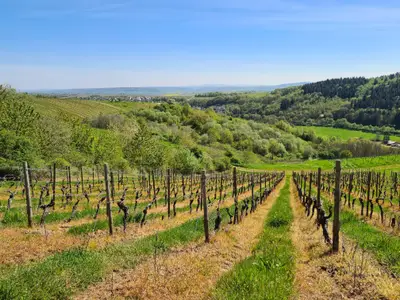 Umgebung_Weinberge