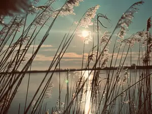 Ferienhaus für 4 Personen (50 m²) in Südbrookmerland