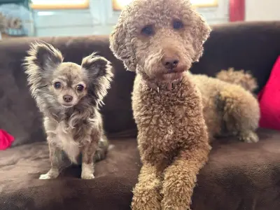 Ferienhaus für 3 Personen (25 m²) in Tanna 2/10