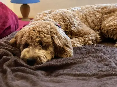 Ferienhaus für 3 Personen (25 m²) in Tanna 4/10