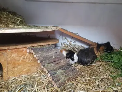 Meerschweinchen