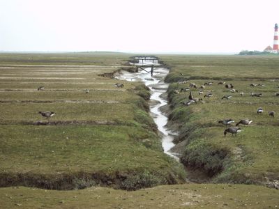 Gänse Vorland Westerhever