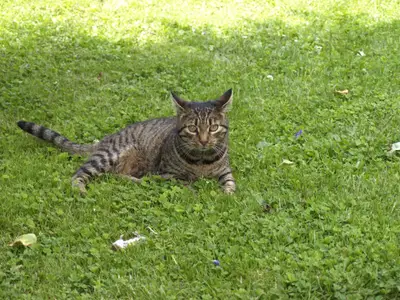 Haustiger Amy