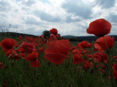 FRÜHSOMMER