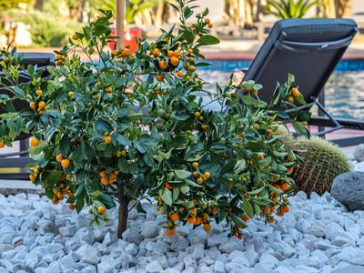 JARDIN ORANGER GITE LA CATALANE