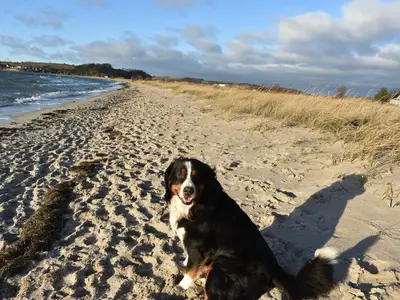 Ferienhaus für 4 Personen (72 m²) in Thiessow 4/10