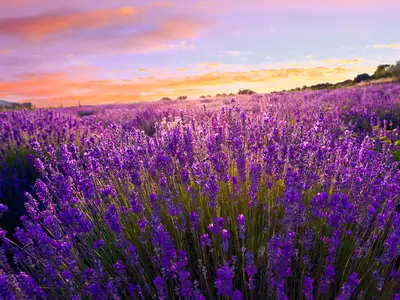 Ferienhaus für 5 Personen (61 m²) in Tihany 10/10