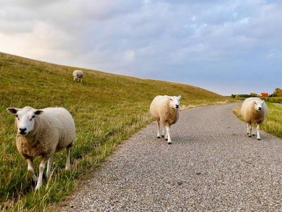 Tierische Nachbarn