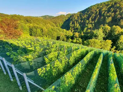 Ferienhaus für 4 Personen (65 m²) in Trebnje 10/10