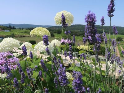 Blumen mit Aussicht