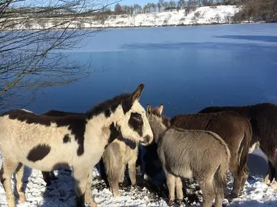 Ferienhaus für 11 Personen (250 m²) in Udler 1/10