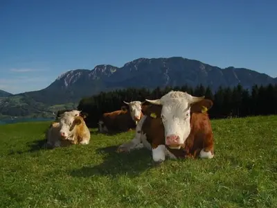 Ferienhaus für 8 Personen (105 m²) in Unterach am Attersee 10/10