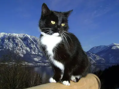 Ferienhaus für 8 Personen (105 m²) in Unterach am Attersee 10/10