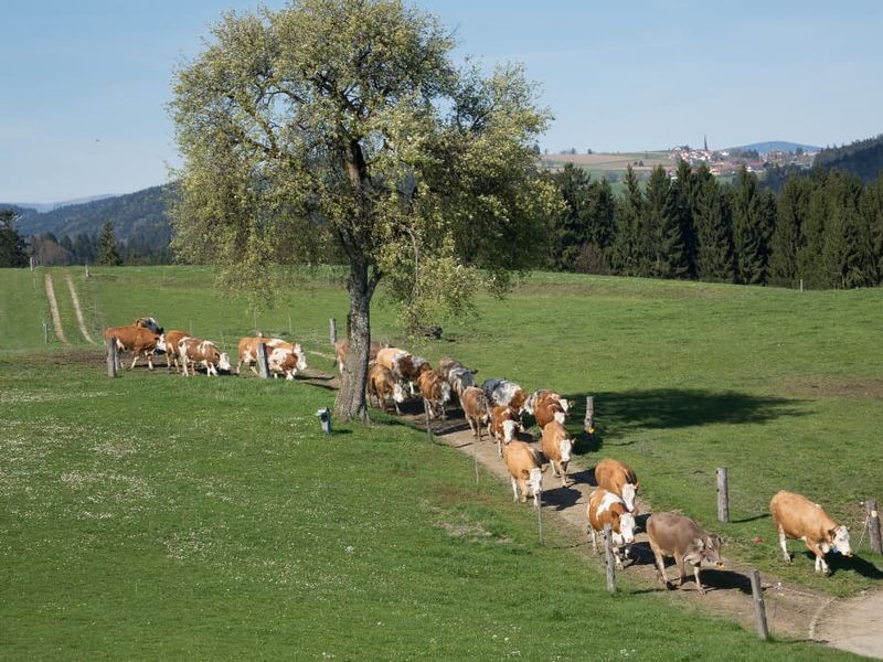 19435271-Ferienhaus-6-Untergriesbach-800x600-1