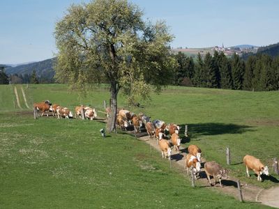 unsere Kühe auf dem Heimweg...