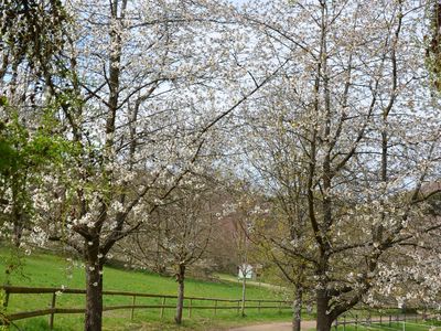 Der Pfauenweg im Frühjahr in der Vulkaneifel