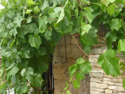 Ferienhaus für 6 Personen in Vela Luka 7/10