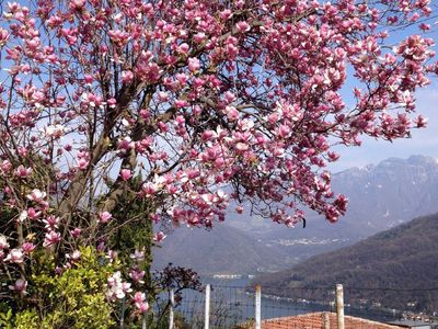 Garten im Frühling