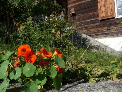 Ferienhaus Stoffel - Blumen