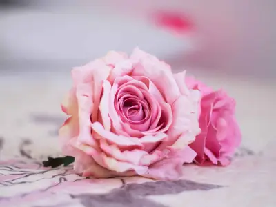 Ferienhaus für 4 Personen (80 m²) in Vinišće 6/10