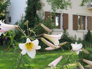 Gästehaus und Lilien