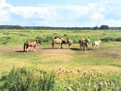 Ferienhaus für 6 Personen (200 m²) in Vogelsang-Warsin 5/10