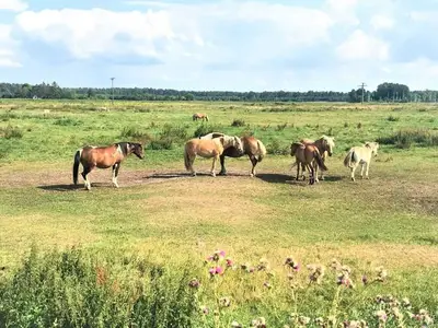 Ferienhaus für 6 Personen (200 m²) in Vogelsang-Warsin 6/10