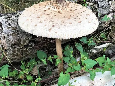 Ferienhaus für 6 Personen (200 m²) in Vogelsang-Warsin 8/10