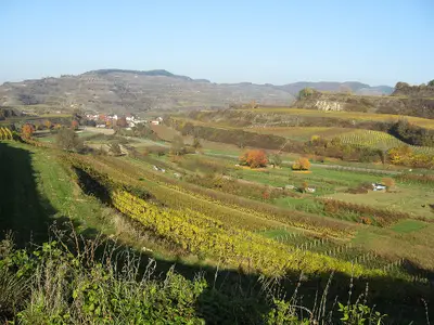 Wandern im Kaiserstuhl im November: Feuerwerk der Farben