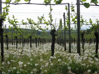 Rund um den Ort Weinreben: hier mit frischen Trieben und Pusteblumen zu Füßen