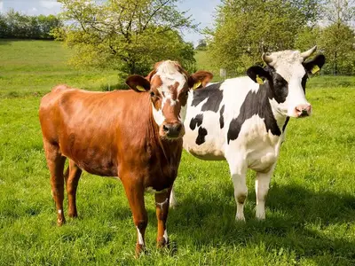 Ferienhaus für 8 Personen (110 m²) in Harbshausen 2/10