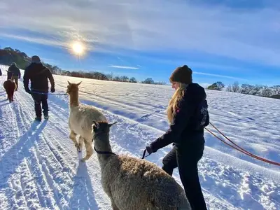 Ferienhaus für 14 Personen (112 m²) in Harbshausen 8/10