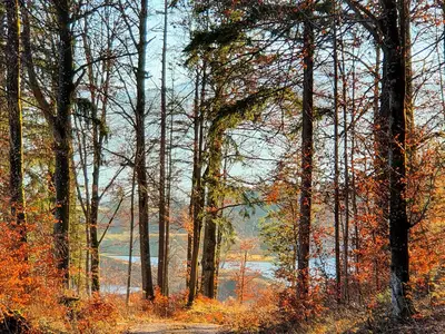 Forstweg zum Haus